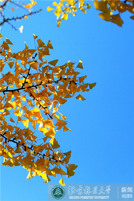             ���ֵ�����1
    